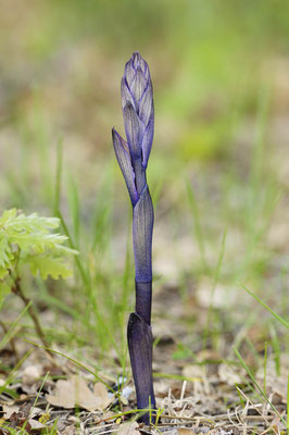 Violetter Dingel (Limodorum abortivum) / ch053135
