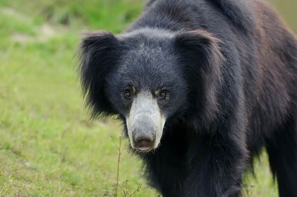 Lippenbär (Melursus ursinus) / ch079953