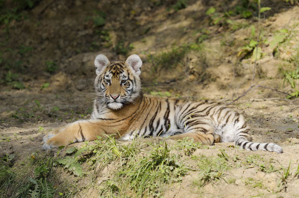 Sibirischer Tiger (Panthera tigris altaica) / ch145877