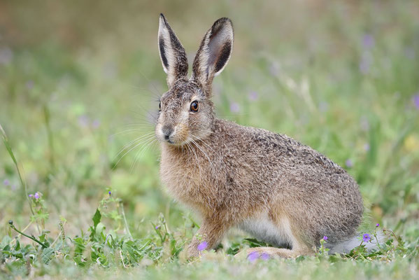 Feldhase (Lepus europaeus) / ch189792