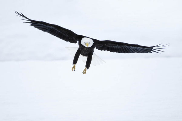 Weißkopfseeadler (Haliaeetus leucocephalus) / chs07852