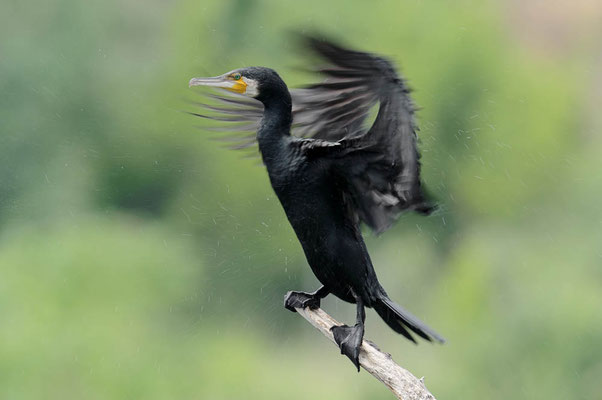 Kormoran (Phalacrocorax carbo) / ch076626