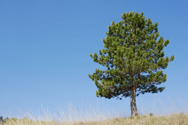 Gemeine Kiefer (Pinus sylvestris) / ch052690