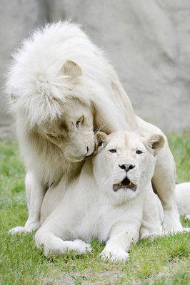 Weißer Löwe (Panthera leo) / ch137466