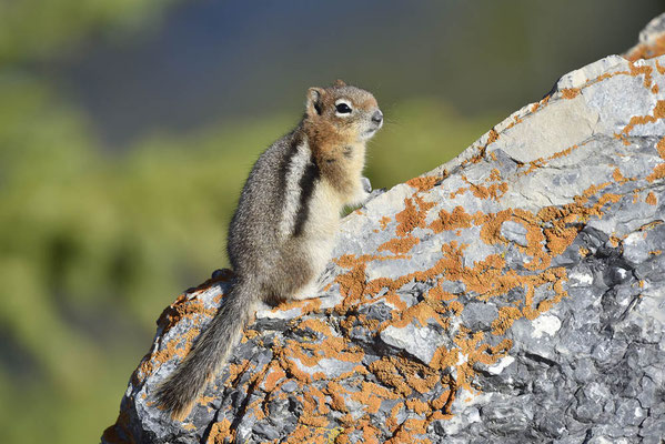 Goldmantel-Ziesel (Callospermophilus lateralis, Spermophilus lateralis) / ch160407a