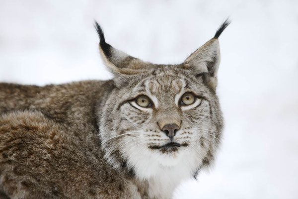 Eurasischer Luchs (Lynx lynx) / ch152864