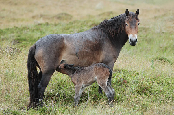 Exmoor-Pony / ch019645