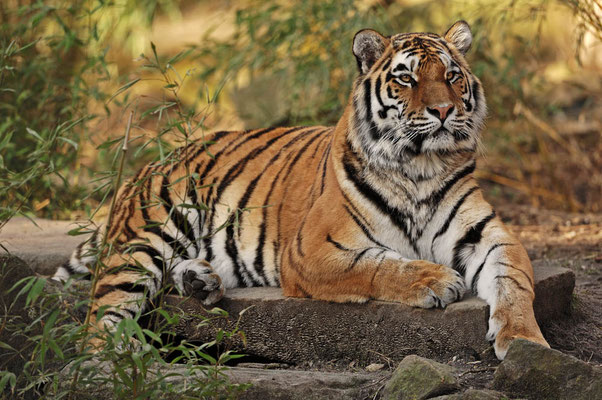 Sibirischer Tiger (Panthera tigris altaica) / ch047541