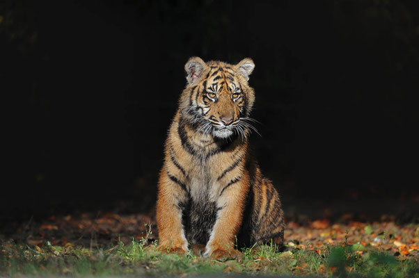 Sumatra-Tiger (Panthera tigris sumatrae) / ch079630