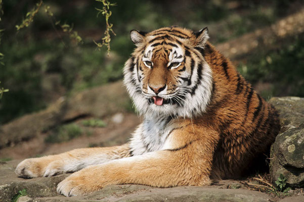 Sibirischer Tiger (Panthera tigris altaica) / chs06563