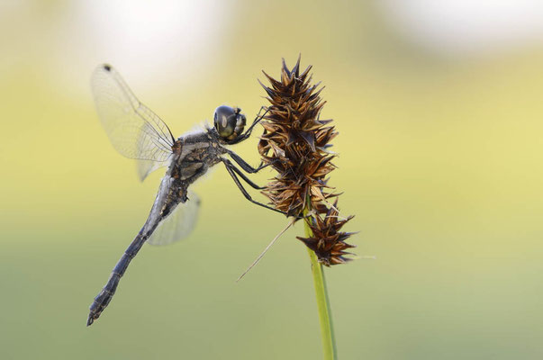 Schwarze Heidelibelle (Sympetrum danae) / ch138833