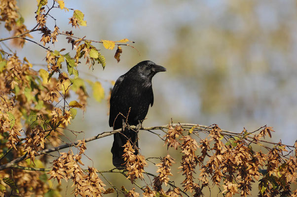 Rabenkrähe (Corvus corone corone) / ch045651