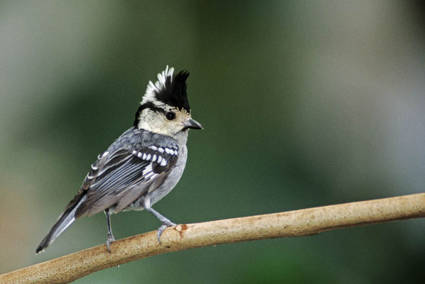 Königsmeise (Parus spilonotus) / chs04465