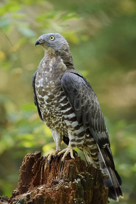 Wespenbussard (Pernis apivorus) / ch169236