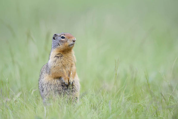 Columbia-Ziesel (Urocitellus columbianus, Spermophilus columbianus) / ch161181