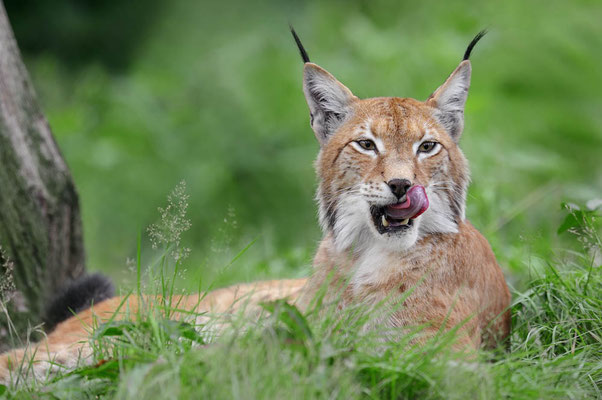 Eurasischer Luchs (Lynx lynx) / ch096848