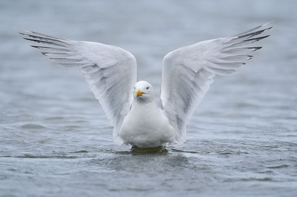 Silbermöwe (Larus argentatus) / ch190524