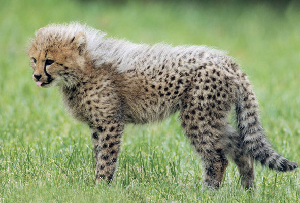 Gepard (Acinonyx jubatus) / chs06705