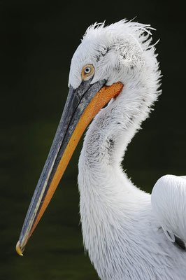 Krauskopfpelikan (Pelecanus crispus) / ch042123