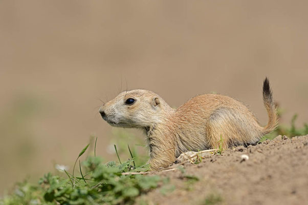 Schwarzschwanz-Präriehund (Cynomys ludovicianus) / ch113143