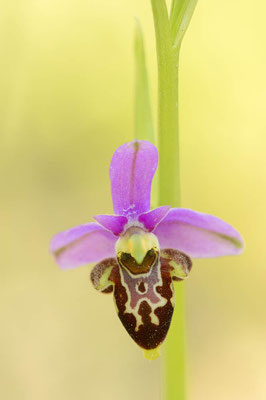 Schnepfen-Ragwurz (Ophrys scolopax) / ch108900