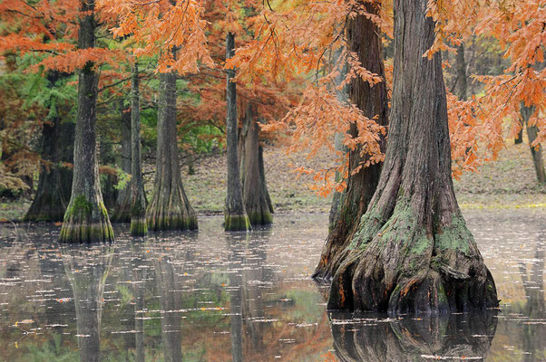 Echte Sumpfzypresse (Taxodium distichum) / ch124100