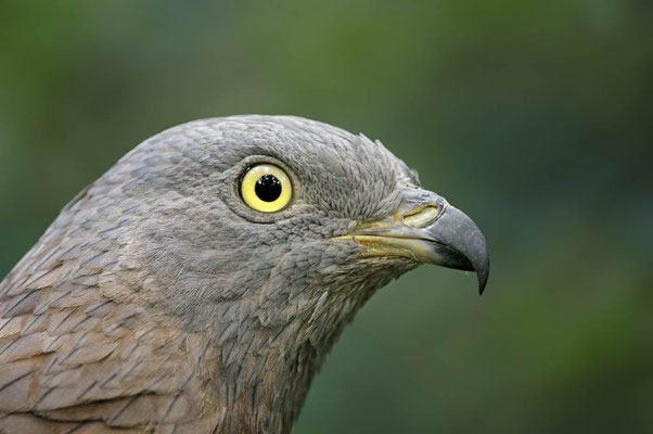 Wespenbussard (Pernis apivorus) / ch038347