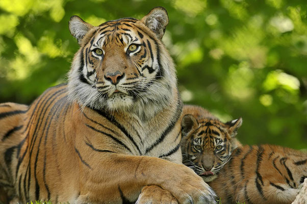 Sumatra-Tiger (Panthera tigris sumatrae) / ch071771