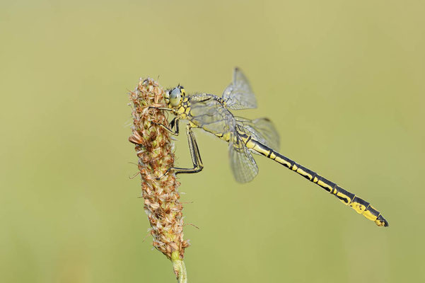 Westliche Keiljungfer (Gomphus pulchellus) / ch174008