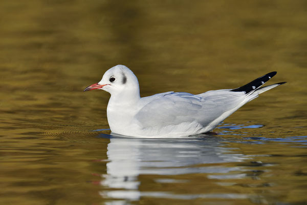 Lachmöwe (Larus ridibundus) / ch193399