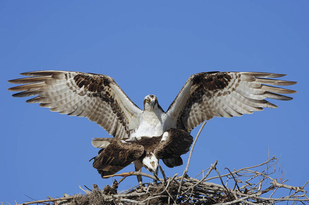 Fischadler (Pandion haliaetus) / ch024957