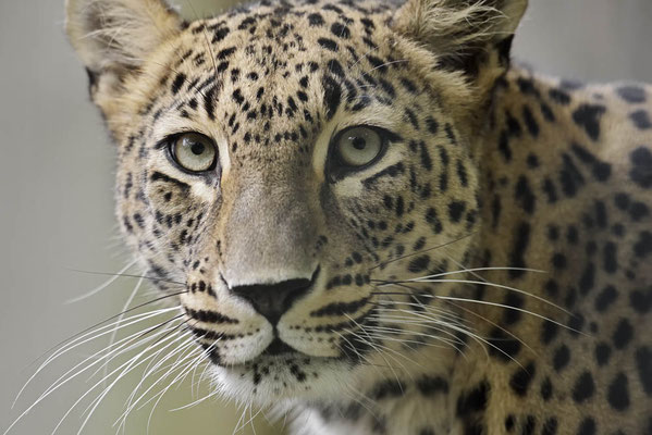 Persischer Leopard (Panthera pardus saxicolor) / ch167652