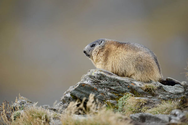 Alpenmurmeltier (Marmota marmota) / ch164099