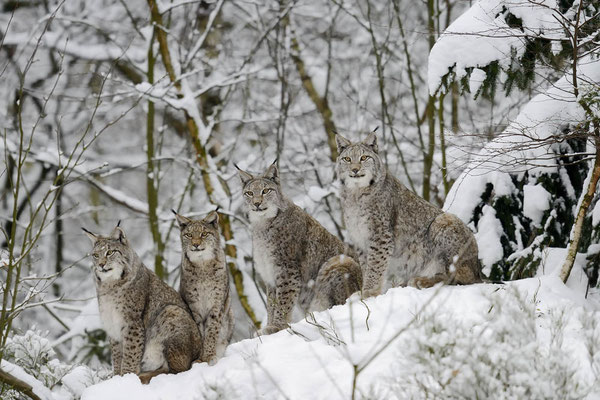Eurasischer Luchs (Lynx lynx) / ch135751