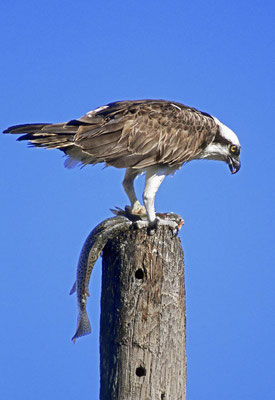 Fischadler (Pandion haliaetus) / chs07800