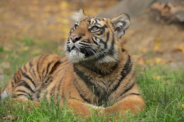 Sumatra-Tiger (Panthera tigris sumatrae) / ch079749