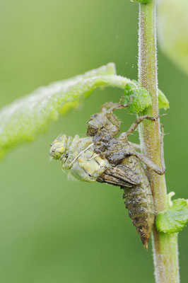 Großer Blaupfeil (Orthetrum cancellatum) / ch126578