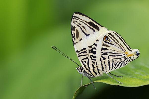 Schmetterling (Colobura dirce) / ch126300