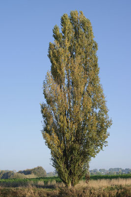 Pyramidenpappel (Populus nigra 'Italica') / ch192146