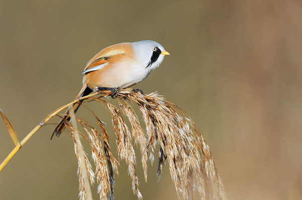 Bartmeise (Panurus biarmicus) / ch196965