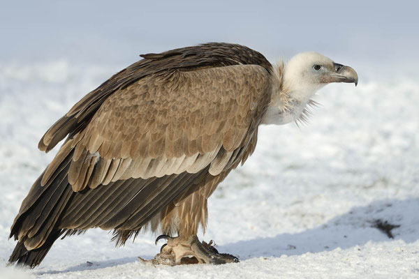 Gänsegeier (Gyps fulvus) / ch134985