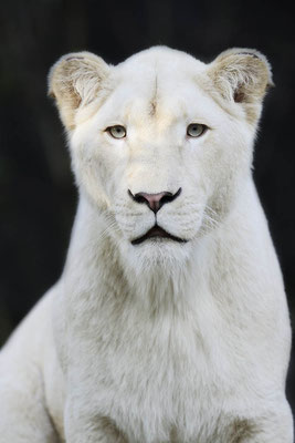 Weißer Löwe (Panthera leo) / ch133161