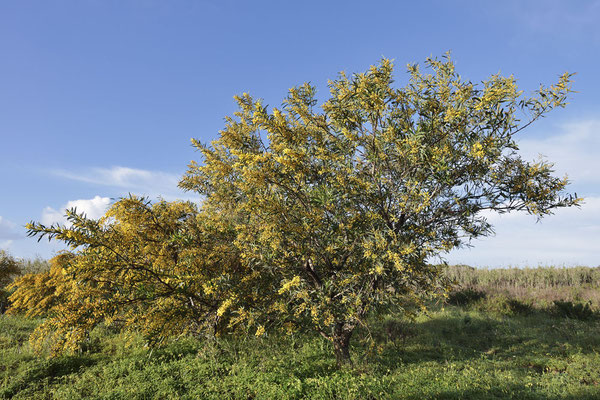 Weidenblatt-Akazie (Acacia saligna) / ch179521