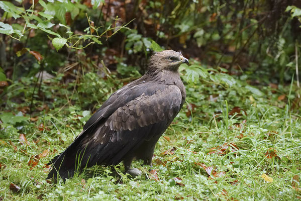 Schreiadler (Clanga pomarina, Aquila pomarina) / ch169101