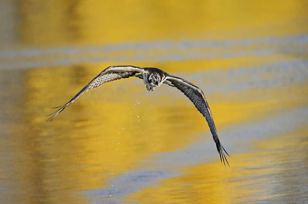 Fischadler (Pandion haliaetus) im Flug, Nordrhein-Westfalen, Deutschland  / ch201692