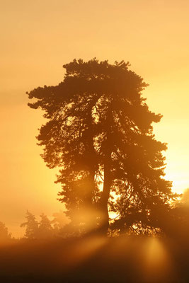 Gemeine Kiefer (Pinus sylvestris) bei Sonnenaufgang /  ch198274