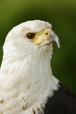 Schreiseeadler (Haliaeetus vocifer) / ch118484