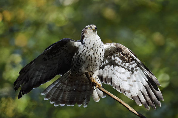 Wespenbussard (Pernis apivorus) / ch169209