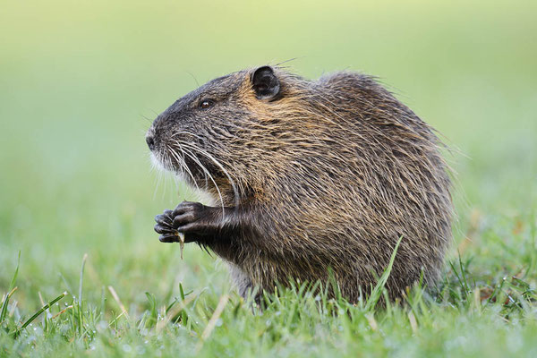 Nutria (Myocastor coypus) / ch198460