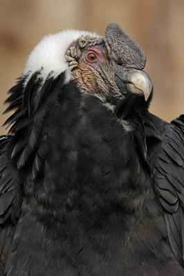Andenkondor (Vultur gryphus) / ch045081
